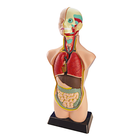Slika za  Miniland® Set za učenje anatomije Anatomy Set 